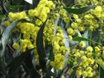 Acacia Honey